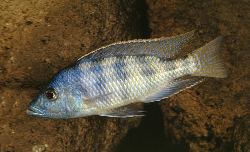 Placidochromis johnstoni